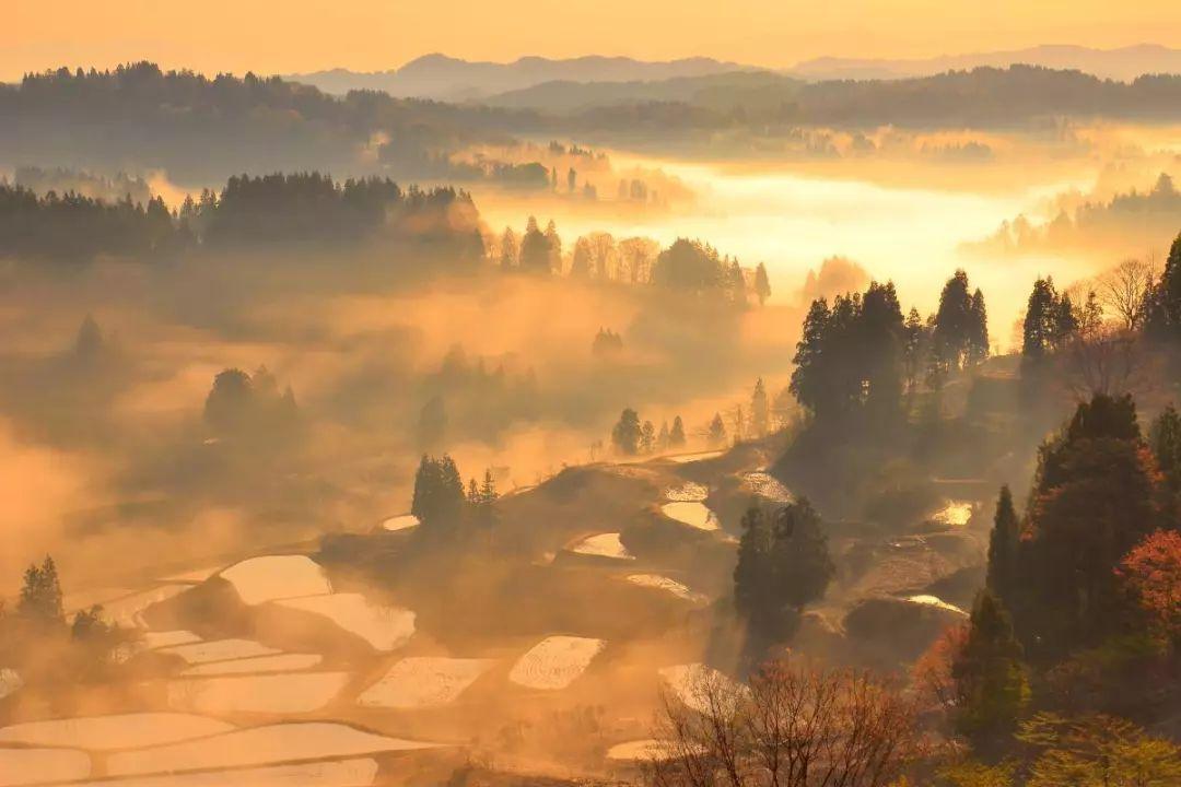 时尚小鸡救援
